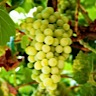 About Albarino White Wine