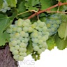 About Arneis White Wine