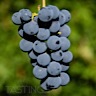 About Barbera Red Wine