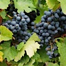 About Blaufrankisch Red Wine