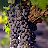 About Cabernet Sauvignon Red Wine