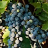 About Chambourcin Red Wine