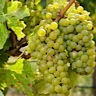 About Chardonel White Wine