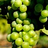 About Chardonnay White Wine