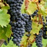 About Cinsault Red Wine