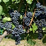 About Dolcetto Red Wine