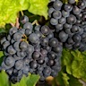 About Gamay Red Wine