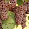 About Gewurztraminer White Wine