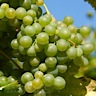 About Grüner Veltliner White Wine