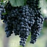 About Malbec Red Wine