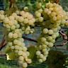 About Malvasia White Wine