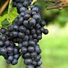 About Marechal Foch Red Wine