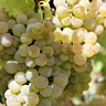 About Marsanne White Wine