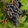 About Nebbiolo Red Wine