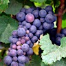 About Pinot Noir Red Wine