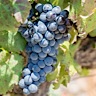 About Pinotage Red Wine