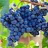 About Primitivo Red Wine