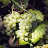 About Riesling White Wine