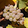 About Sauvignon Blanc White Wine