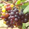 About Syrah Red Wine