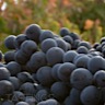 About Tempranillo Red Wine