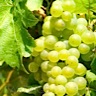 About Traminette White Wine