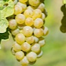 About Vignoles White Wine