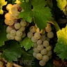 About Viognier White Wine