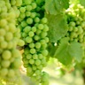 About White Meritage White Wine